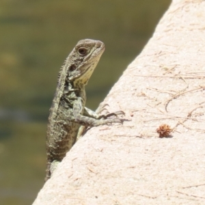 Intellagama lesueurii howittii at Paddys River, ACT - 2 Feb 2023