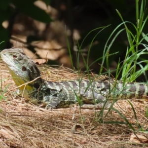 Intellagama lesueurii howittii at Paddys River, ACT - 2 Feb 2023