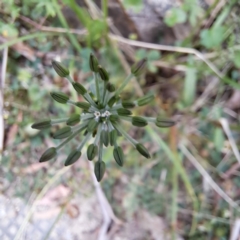 Oreomyrrhis eriopoda (Australian Carraway) at Tidbinbilla Nature Reserve - 3 Feb 2023 by abread111