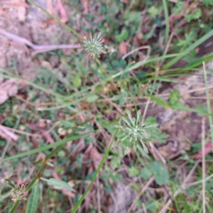 Oreomyrrhis eriopoda at Paddys River, ACT - 3 Feb 2023