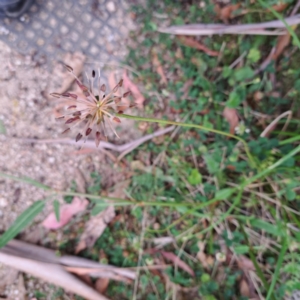 Oreomyrrhis eriopoda at Paddys River, ACT - 3 Feb 2023