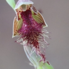 Calochilus sp. aff. gracillimus (Beard Orchid) at Moruya, NSW - 2 Feb 2023 by LisaH