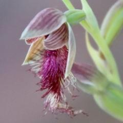 Calochilus sp. aff. gracillimus at suppressed - suppressed