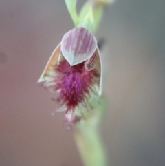 Calochilus sp. aff. gracillimus at suppressed - suppressed