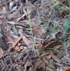 Calochilus sp. aff. gracillimus at suppressed - suppressed