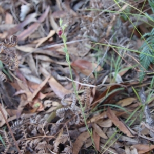 Calochilus sp. aff. gracillimus at suppressed - 2 Feb 2023