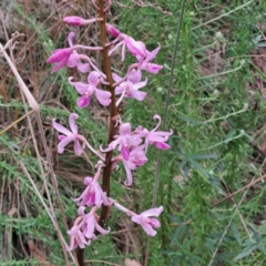 Dipodium roseum (Rosy Hyacinth Orchid) at Paddys River, ACT - 3 Feb 2023 by abread111