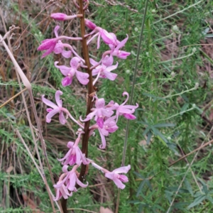 Dipodium roseum at Paddys River, ACT - 3 Feb 2023