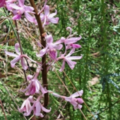 Dipodium roseum at Paddys River, ACT - 3 Feb 2023