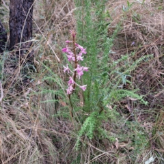 Dipodium roseum at Paddys River, ACT - 3 Feb 2023