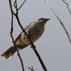 Anthochaera carunculata at Undefined Area - 3 Feb 2023