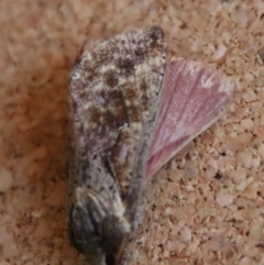 Elhamma australasiae (A Swift or Ghost moth (Hepialidae)) at Moruya, NSW - 2 Feb 2023 by LisaH