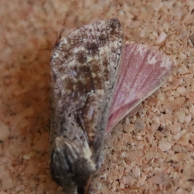 Elhamma australasiae (A Swift or Ghost moth (Hepialidae)) at Broulee Moruya Nature Observation Area - 2 Feb 2023 by LisaH