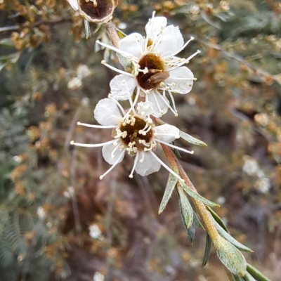 Kunzea ericoides (Burgan) at Tidbinbilla Nature Reserve - 3 Feb 2023 by abread111