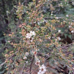 Kunzea ericoides at Paddys River, ACT - 3 Feb 2023 02:42 PM