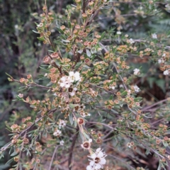Kunzea ericoides at Paddys River, ACT - 3 Feb 2023