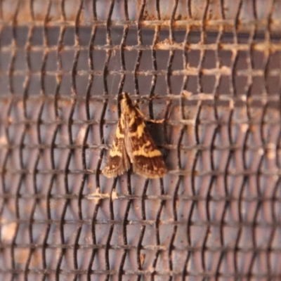 Scoparia spelaea (a Crambid moth) at Moruya, NSW - 2 Feb 2023 by LisaH