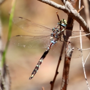 Adversaeschna brevistyla at Moruya, NSW - 3 Feb 2023