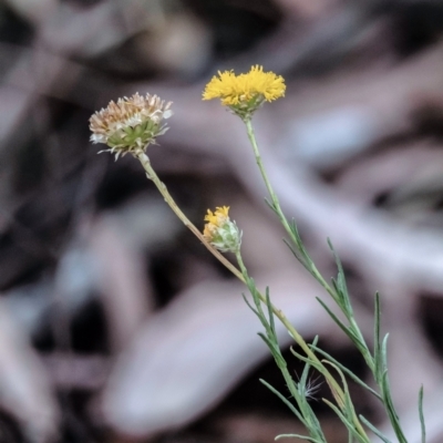 Rutidosis leptorhynchoides (Button Wrinklewort) at Higgins, ACT - 28 Jan 2023 by Untidy