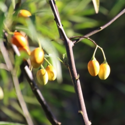 Solanum aviculare (Kangaroo Apple) at Broulee Moruya Nature Observation Area - 3 Feb 2023 by LisaH