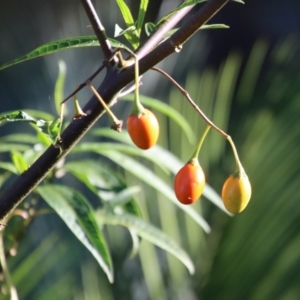 Solanum aviculare at Broulee, NSW - 3 Feb 2023