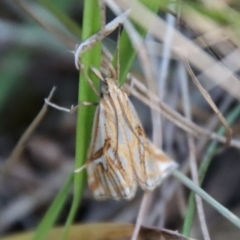 Hednota pleniferellus (A Grass moth) at Broulee Moruya Nature Observation Area - 3 Feb 2023 by LisaH