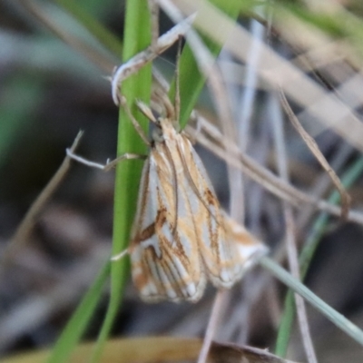 Hednota pleniferellus (A Grass moth) at Broulee Moruya Nature Observation Area - 3 Feb 2023 by LisaH