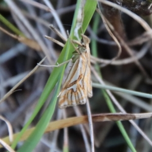 Hednota pleniferellus at Moruya, NSW - suppressed