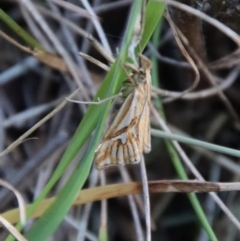 Hednota pleniferellus at Moruya, NSW - suppressed