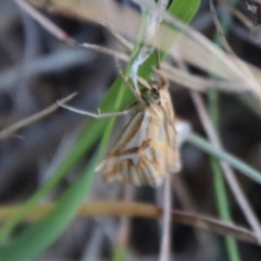 Hednota pleniferellus at Moruya, NSW - 3 Feb 2023