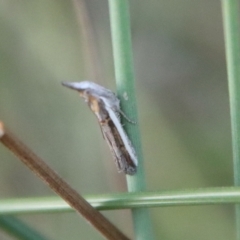 Unidentified Pyralid or Snout Moth (Pyralidae & Crambidae) at Moruya, NSW - 3 Feb 2023 by LisaH