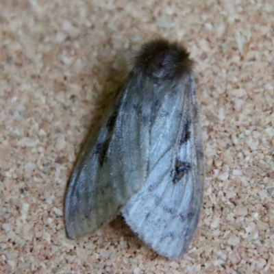 Leptocneria reducta (White Cedar Moth) at Broulee Moruya Nature Observation Area - 3 Feb 2023 by LisaH