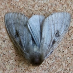 Leptocneria reducta at Moruya, NSW - 3 Feb 2023