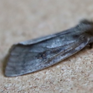 Leptocneria reducta at Moruya, NSW - 3 Feb 2023