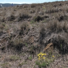 Rutidosis leiolepis (Monaro Golden Daisy) at Cooma, NSW - 21 Nov 2018 by AndyRoo