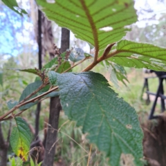 Pomaderris aspera at Paddys River, ACT - 3 Feb 2023