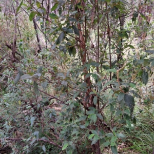 Pomaderris aspera at Paddys River, ACT - 3 Feb 2023 02:13 PM