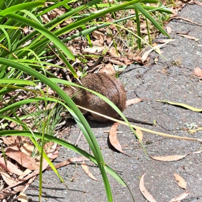 Isoodon obesulus obesulus (Southern Brown Bandicoot) at Tidbinbilla Nature Reserve - 3 Feb 2023 by abread111