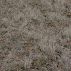 Rutidosis leiolepis (Monaro Golden Daisy) at Cooma Grasslands Reserves - 21 Nov 2018 by AndyRoo