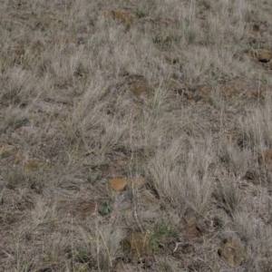 Rutidosis leiolepis at Cooma, NSW - 21 Nov 2018 02:50 PM