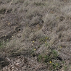 Rutidosis leiolepis at Cooma, NSW - 21 Nov 2018