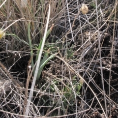 Rutidosis leiolepis (Monaro Golden Daisy) at Cooma Grasslands Reserves - 21 Nov 2018 by AndyRoo