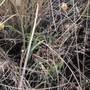 Rutidosis leiolepis at Cooma, NSW - 21 Nov 2018