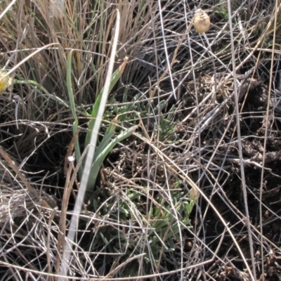 Rutidosis leiolepis (Monaro Golden Daisy) at Cooma Grasslands Reserves - 21 Nov 2018 by AndyRoo