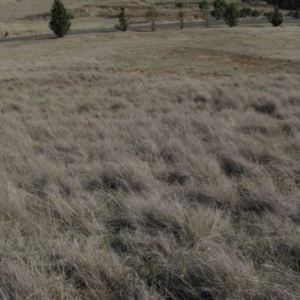 Rutidosis leiolepis at Cooma, NSW - 21 Nov 2018