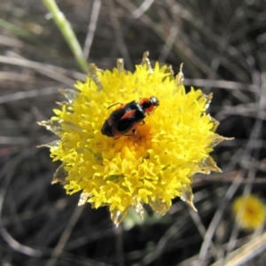 Rutidosis leiolepis at Cooma, NSW - 21 Nov 2018