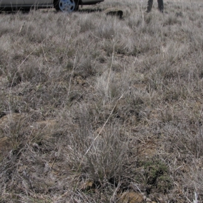 Rutidosis leiolepis (Monaro Golden Daisy) at Cooma Grasslands Reserves - 2 Dec 2018 by AndyRoo