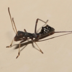 Rhyparochromidae (family) at Wellington Point, QLD - 3 Feb 2023 by TimL