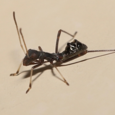 Unidentified Other true bug at Wellington Point, QLD - 3 Feb 2023 by TimL