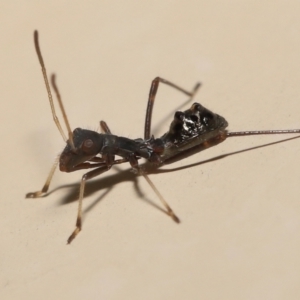 Rhyparochromidae (family) (TBC) at suppressed by TimL